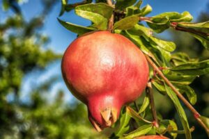 pomegranate, fruit, punica granatum