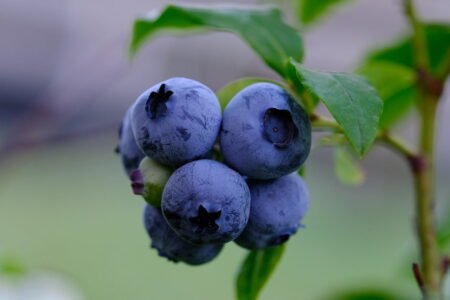 fruit, blueberry, organic-6605642.jpg